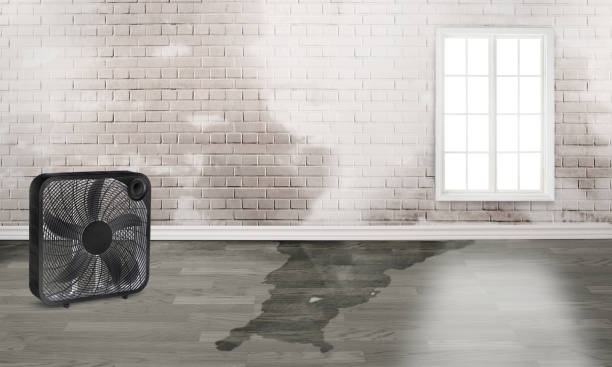 Best Local water damage restoration  in Mirrormont, WA